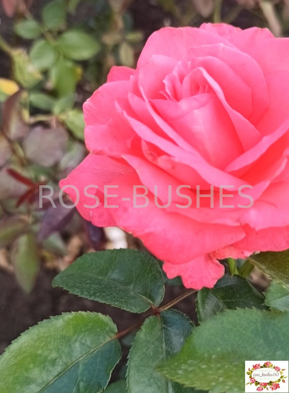 ����� ����. Cherry Lady. (��)